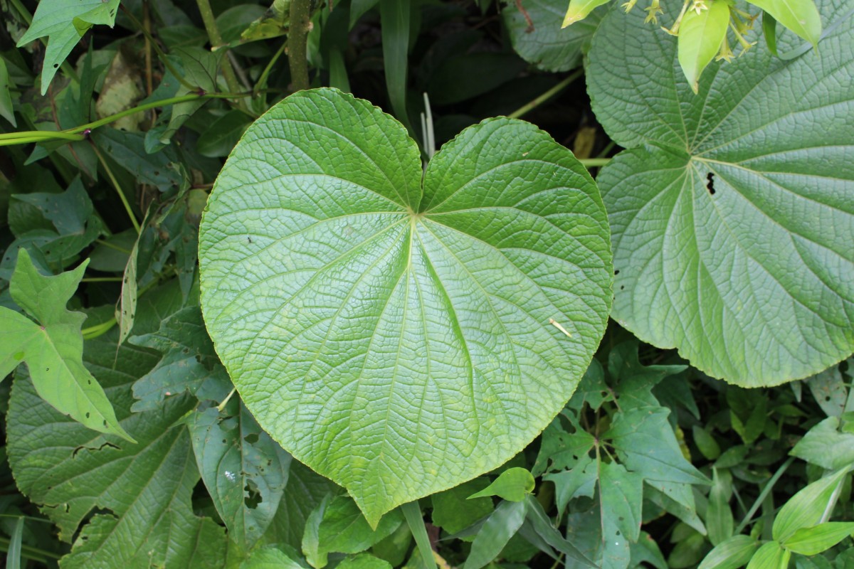 Piper umbellatum L.